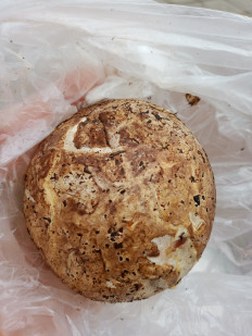 Гриб из Омск