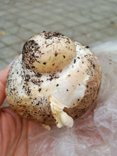 Гриб из Омск