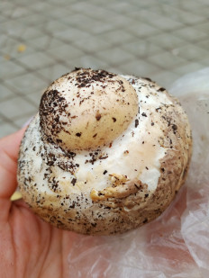 Гриб из Омск