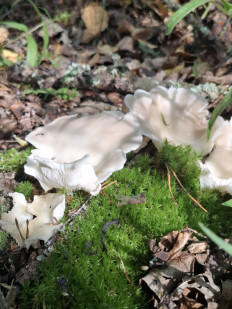 Гриб из Гомель