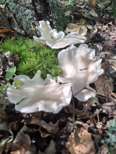 Гриб из Гомель