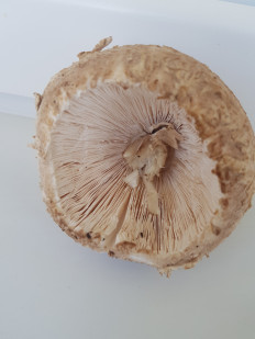 Гриб из Минск