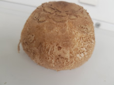 Гриб из Минск