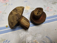 Гриб из Саранск