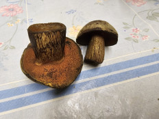 Гриб из Саранск