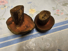 Гриб из Саранск