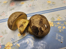 Гриб из Саранск