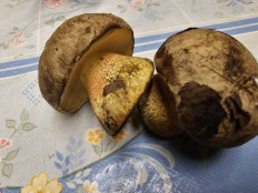 Гриб из Саранск