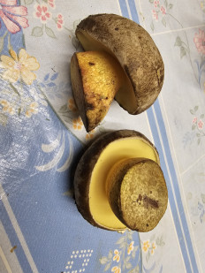 Гриб из Саранск