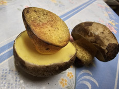 Гриб из Саранск