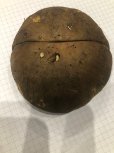 Гриб из Москва, Покровский бульвар, 5