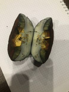 Гриб из Москва, Покровский бульвар, 5