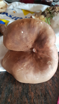 Гриб из Бавария