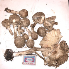 Гриб из Москва