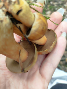 Гриб из Пос им Цюрупы