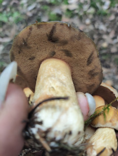 Гриб из Пос им Цюрупы