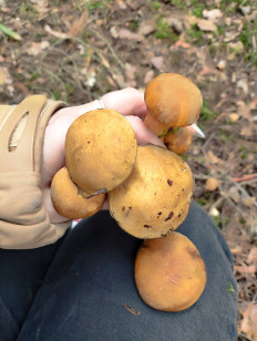 Гриб из Пос им Цюрупы