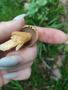 Гриб из Пос им Цюрупы