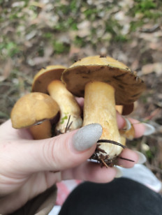 Гриб из Пос им Цюрупы