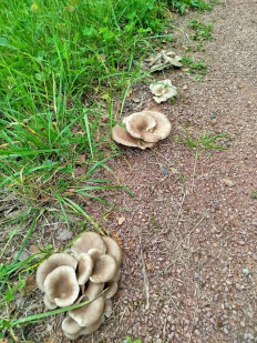 Гриб из Дубна