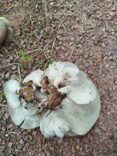 Гриб из Дубна