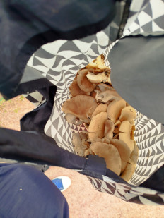 Гриб из Дубна