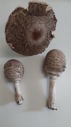 Гриб из Мытищи