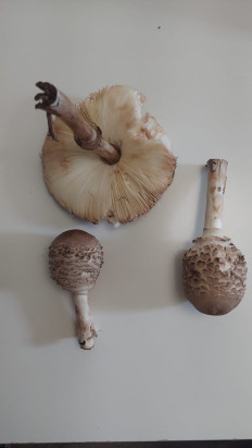 Гриб из Мытищи