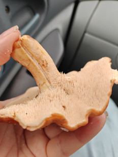 Гриб из Казань