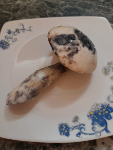 Гриб из Москва