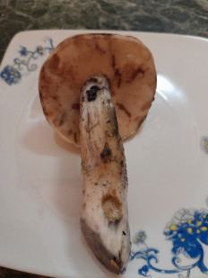 Гриб из Москва