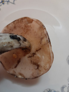 Гриб из Москва