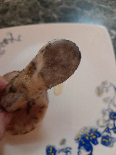 Гриб из Москва