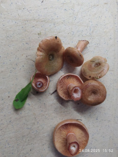 Lactarius deterrimus - Рыжик еловый