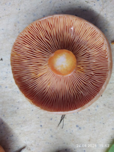 Lactarius deterrimus - Рыжик еловый