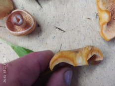 Lactarius deterrimus - Рыжик еловый