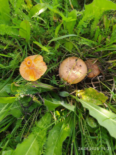 Lactarius deterrimus - Рыжик еловый