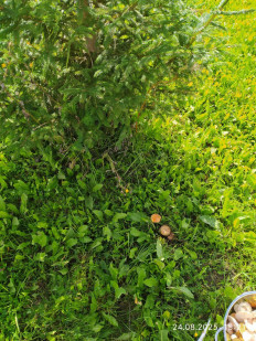 Lactarius deterrimus - Рыжик еловый