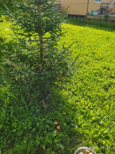 Lactarius deterrimus - Рыжик еловый