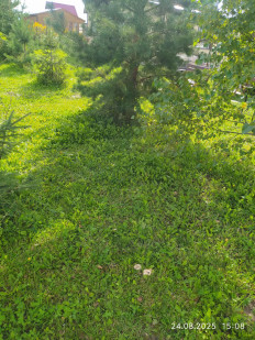 Волнушка белая