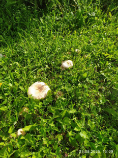 Волнушка белая