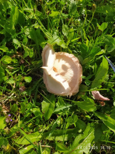 Волнушка белая