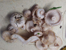 Волнушка белая