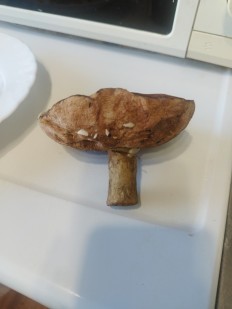 Гриб из Невель