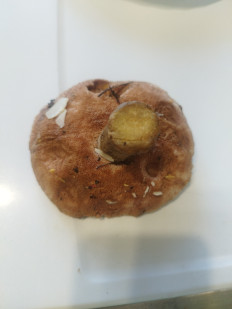 Гриб из Невель