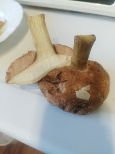 Гриб из Невель