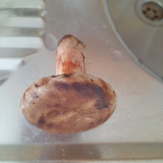 Свинушка тонкая