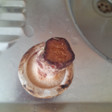 Свинушка тонкая