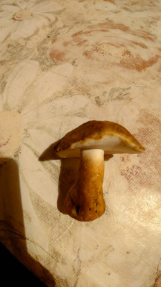 Гриб из Владимир