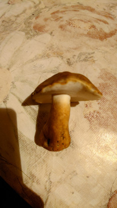 Гриб из Владимир